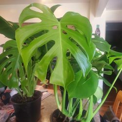 Healthy Monstera Deliciosa Plant