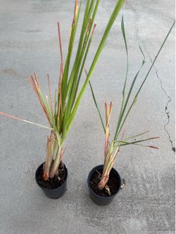 Lemon grass