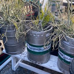 4 Succulents In Keg Planters $20 Each