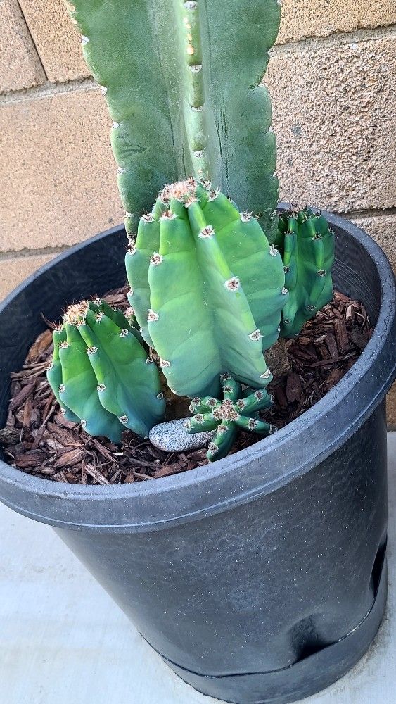 Peruvian Cactus Apple