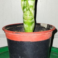 Snake Plant 