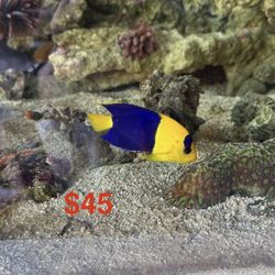 Bi-color Angel Decoration 