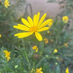 Daisy’s Plants 🌱 In 15gal 