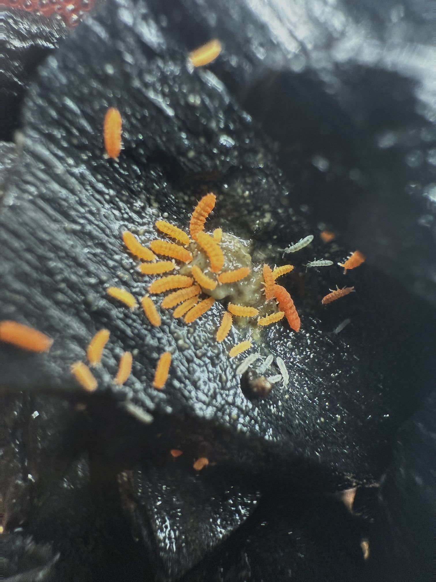 Orange Springtails