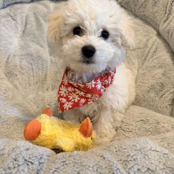 🐶 Handmade Custom Dog Bandanas 🐶