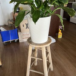 peace lily 10-inch Flower Pot (11 inches tall) + Plant Stand 🪑