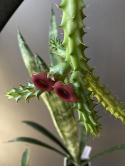 ✨Red Dragon Stapelia Cactus✨