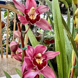 Big Cymbidium Orchids địa lan lớn 2 Spikes Pot 