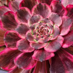 Aeonium Red Witch Korean Imported Succulent Plant, In 4 Inch Pot Pick Up  Only