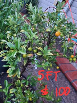Plant Tree price on picture