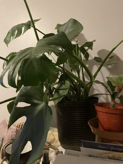 LARGE Monsetra plant
