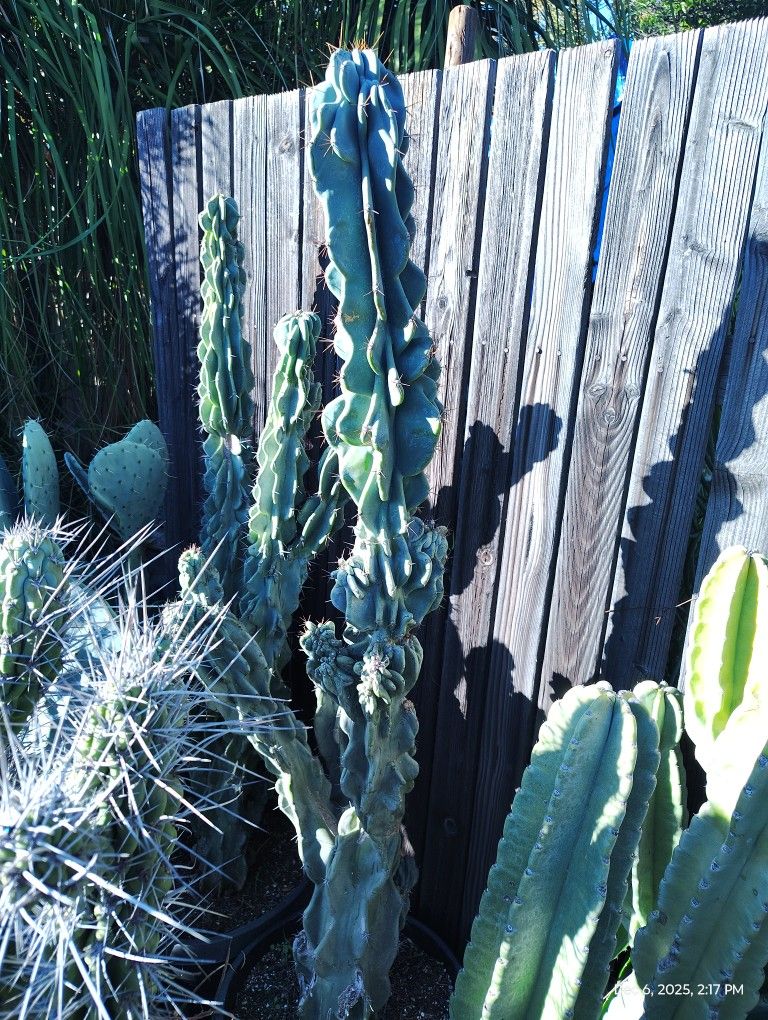 Monstroses Apple Cactus Plant