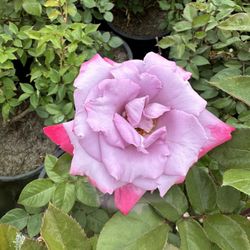 Rose Bush