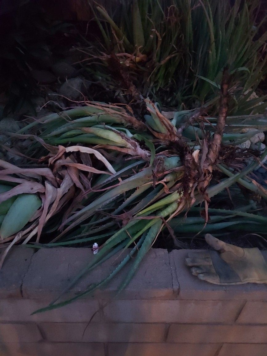 Free Aloe Vera Plants 