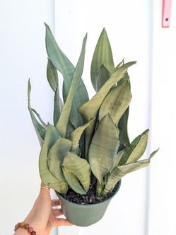 Sansevieria Moonshine Snake Plant 6" Pot - Indoor House Plants