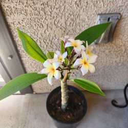 Frangipani/Plumeria Plant 