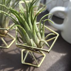 Airplant