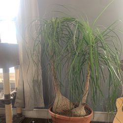 Ponytail Palm Tree