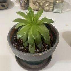 Succulent Plant In Pot 