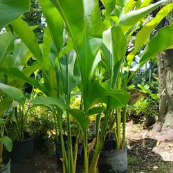 Heliconia Sale‼️15gl🌱$85