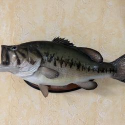Largemouth Bass Taxidermy Mount Freshwater Fish Display 