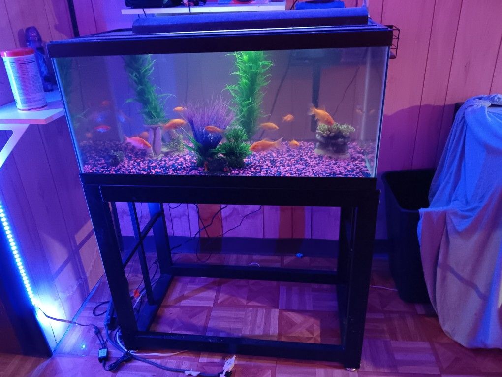 40 Gallon Breeder Tank And Stand
