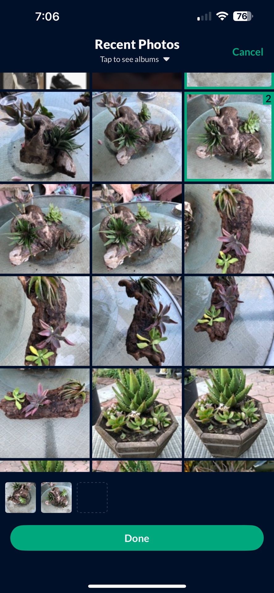 Driftwood /haworthia/airplant/succulent Decor
