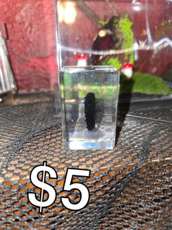 Sea cucumber in resin