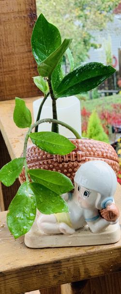 Live indoor ZZ plant in a vintage Napco football ceramic planter pot—firm price