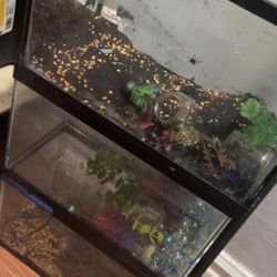 Three 5 Gallon Fish Tanks 
