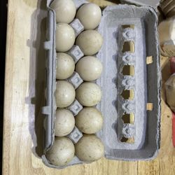 Duck Eggs 