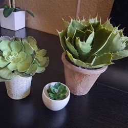 plastic succulents plants