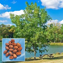 Pecan Tree Plants