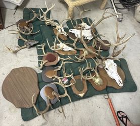 Deer antlers and european mount