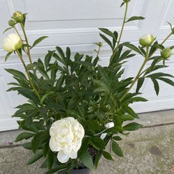 Paeonia Blooming Big Fragrant Flowers Plant, Full Sun Plant. I’m 7 Gallons Pot Pick Up Only