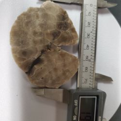 Petoskey Stone Slab