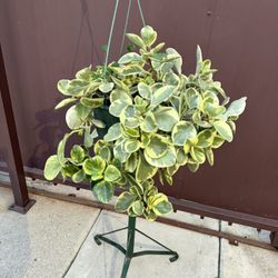 Xl Variegated Peperomia In 8” Pot 