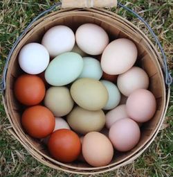 Fertile farm fresh eggs