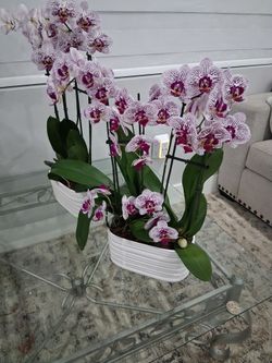 Orchid