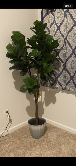 New In Artificial fig Tree As Shown