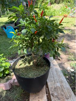 Hot chilli plants  ready