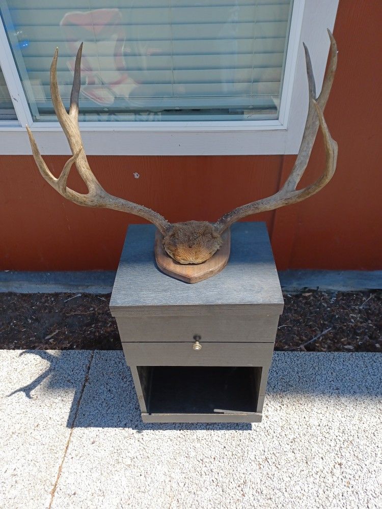 Mounted Deer Horns