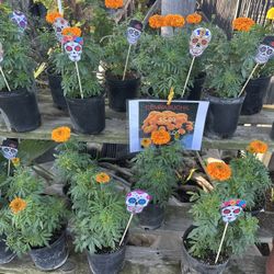 Marigolds (Flor De cempasúchil ) Coco, Día De Los Muertos 