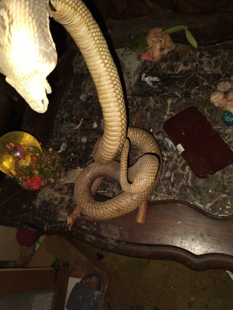 Real Snake Sculpture