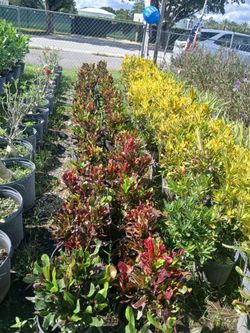 Croton Hedges 3gl $8