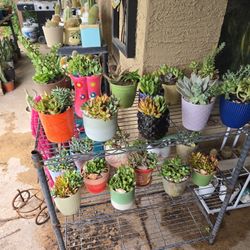 Succulents In 4in To 7in Ceramic Pots And Christmas Cactus  2 For $12