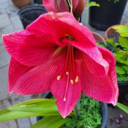 Red Amaryllis Plant 5 Gallon 