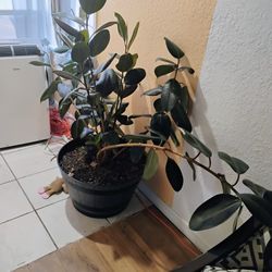 Plants