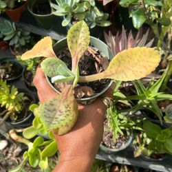 Donkey Ears Succulent Available 