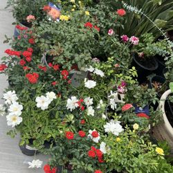 Roses Plants 🪴 And Succulents 